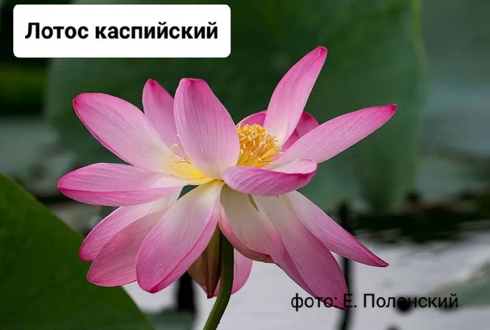 DxX7KzMyIwY